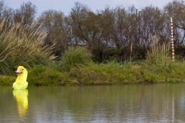 CANARD CALVI.jpg
