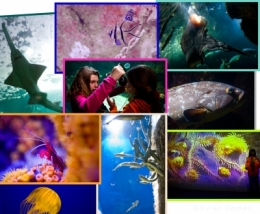 AQUARIUMBLOG.jpg