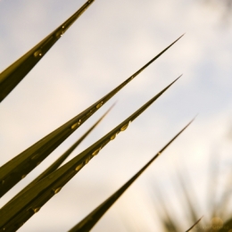 PLANTE GRASSE 3.jpg