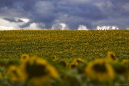 TOURMENTE AU DESSUS DES TOURNESOLS BLOG.jpg