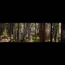 PATCHWORK FORET CORSE BLOG.jpg