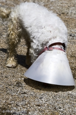 olivier gomez,photographe corse,aspirateur,chien