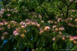 22062014-O_G_3523blog.jpg