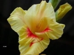 glaieul jaune.jpg