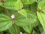 mazambody,watouck,tabac boeuf,fo watouk,rhododendron,analamazaotra