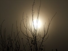 Sunrise through fog.JPG