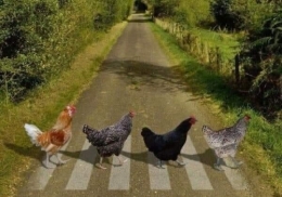 Poule, Facebook, Philosophie, Randy Donny