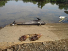 Dauphins.jpg