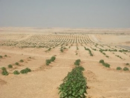 Jatropha.jpg