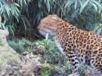 Ménagerie JdP 42 red.jpg
