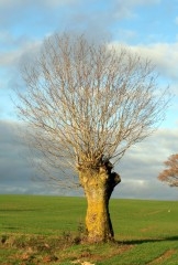11-12-28 Arbre 21 rev red.jpg