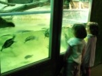 Ménagerie JdP 30 red.jpg