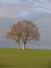 11-12-28 Arbre 15 red.jpg