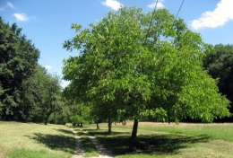 11-06-26 Dormelles 82.jpg
