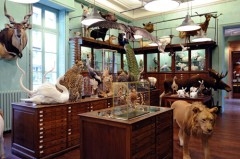 Deyrolle pièce 2.jpg