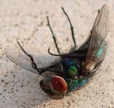 société,enfance,famille,mouche,petit tailleur