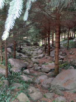 Forêt vosgienne (7).JPG