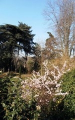 Montsouris 7 Forêt red.JPG
