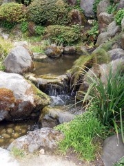 nature,environnement,japon,jardin,zen