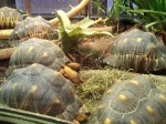 Ménagerie JdP 22 red.jpg