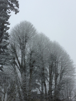 Arbres gelés.JPG