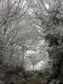 photo,givre,hiver,glace,beauté,nature