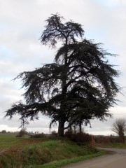 11-12-28 Arbre 31 rev red.jpg