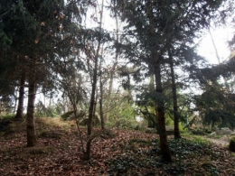 Forêt vosgienne (2).JPG
