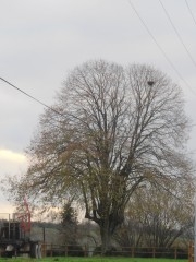 11-12-28 Arbre 34 rev red.jpg