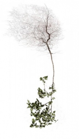 PhotoArborescence8.jpg