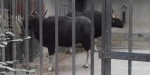 Ménagerie JdP 50 rem red.jpg
