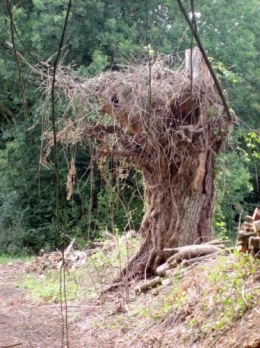 11-07-26 Prom Camp arbre.jpg
