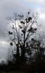 11-12-28 Arbre 22 rev red.jpg