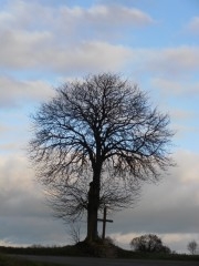 11-12-28 Arbre 24 red.jpg