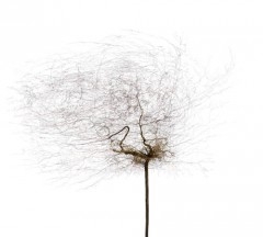 PhotoArborescence2.jpg