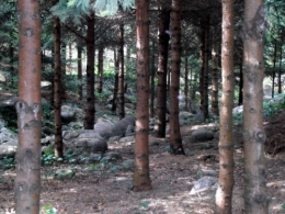 Forêt vosgienne (6).JPG