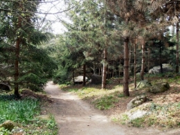 Forêt vosgienne (5).JPG