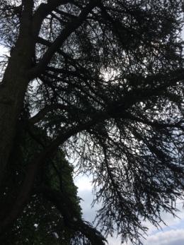 Arbre Moune.JPG