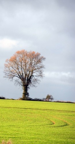 11-12-28 Arbre 20 rev red.jpg