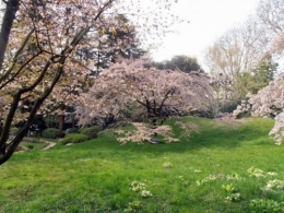 nature,environnement,japon,jardin,zen