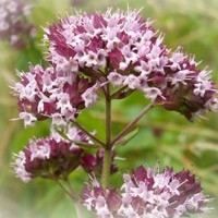nature,écologie (la vraie),soin,cuisine