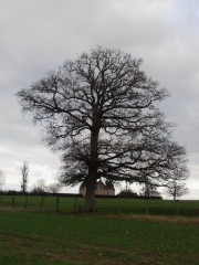 11-12-28 Arbre 33 red.jpg