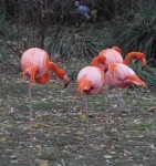 Ménagerie JdP 19 rem red.jpg