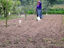 Plantar alface