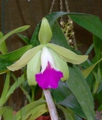 orchid12m.3