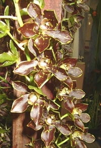 orchid_07m.3