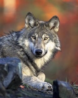 250px-Canis_lupus_couché.jpg