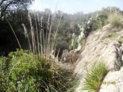 piste IGHèWDHèNE-ZENAH-IRVAHèNE (TIGROURINE)-n°6