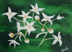 "Fleurs de garance"