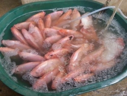 les poissons épilés :) ...